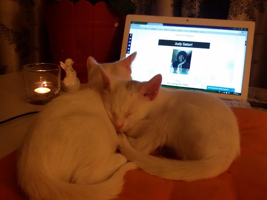Two white kittens are cuddled up and sleeping on an orange surface in front of a laptop displaying a webpage. A lit candle and a small figurine are placed nearby, creating a cozy atmosphere.