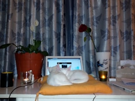 A serene indoor setting featuring a white cat resting on an orange cushion placed on a table in front of a laptop. A tall green plant in a terracotta pot stands to the left, and a single red rose in a white vase is positioned to the right. Two lit candles create a warm ambiance, while patterned curtains form the backdrop.