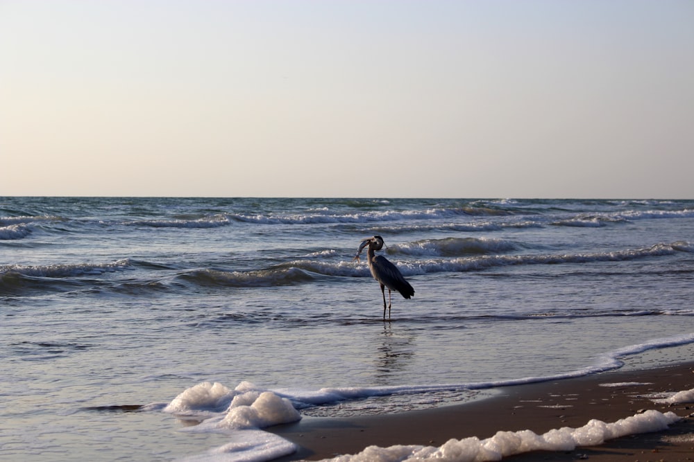 black and white bird on beach shore during daytime
