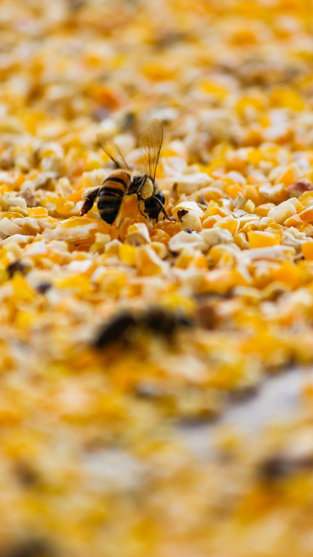 abeja posada en pétalos de flores amarillas y blancas