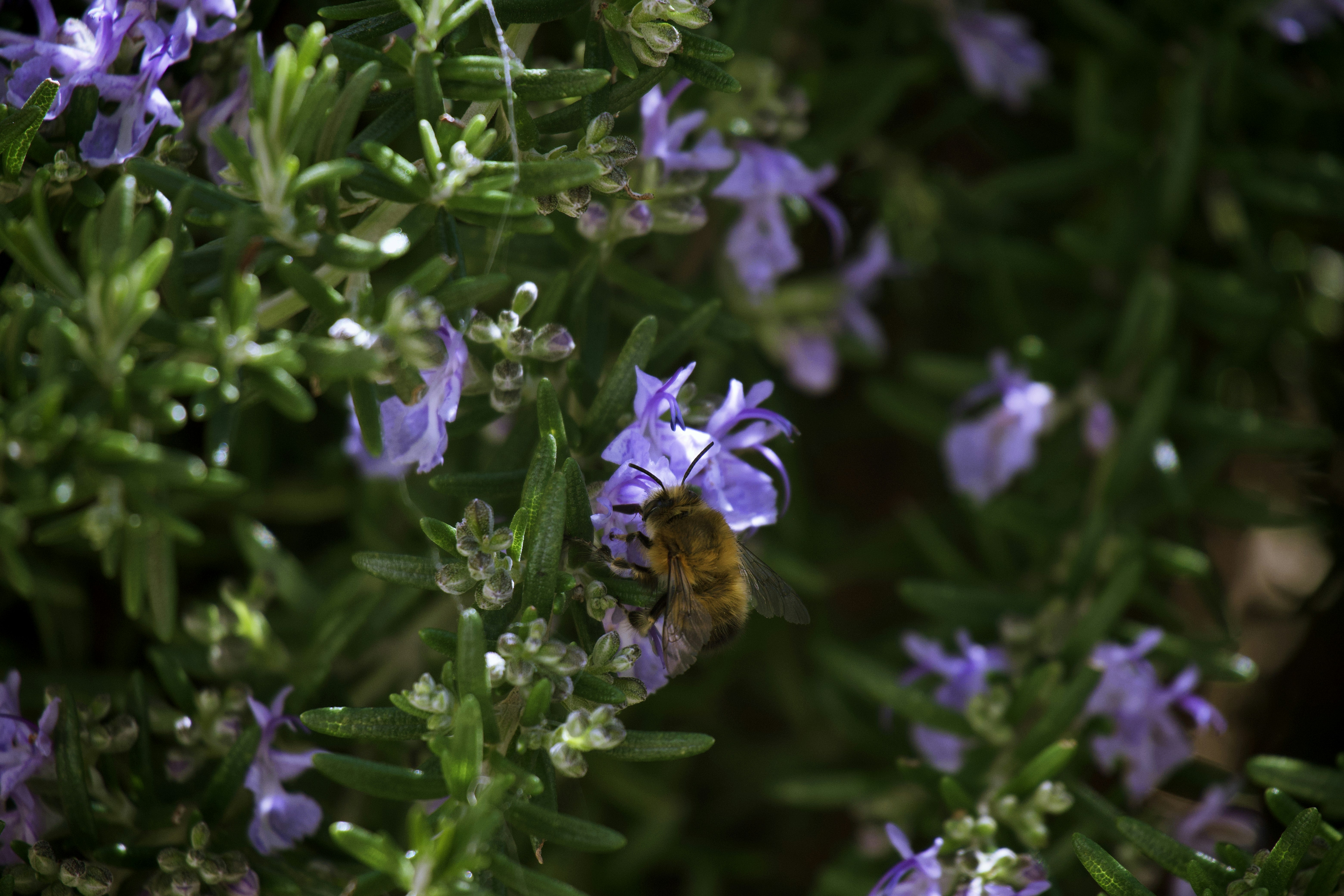 A bee is sitting on a purple flower