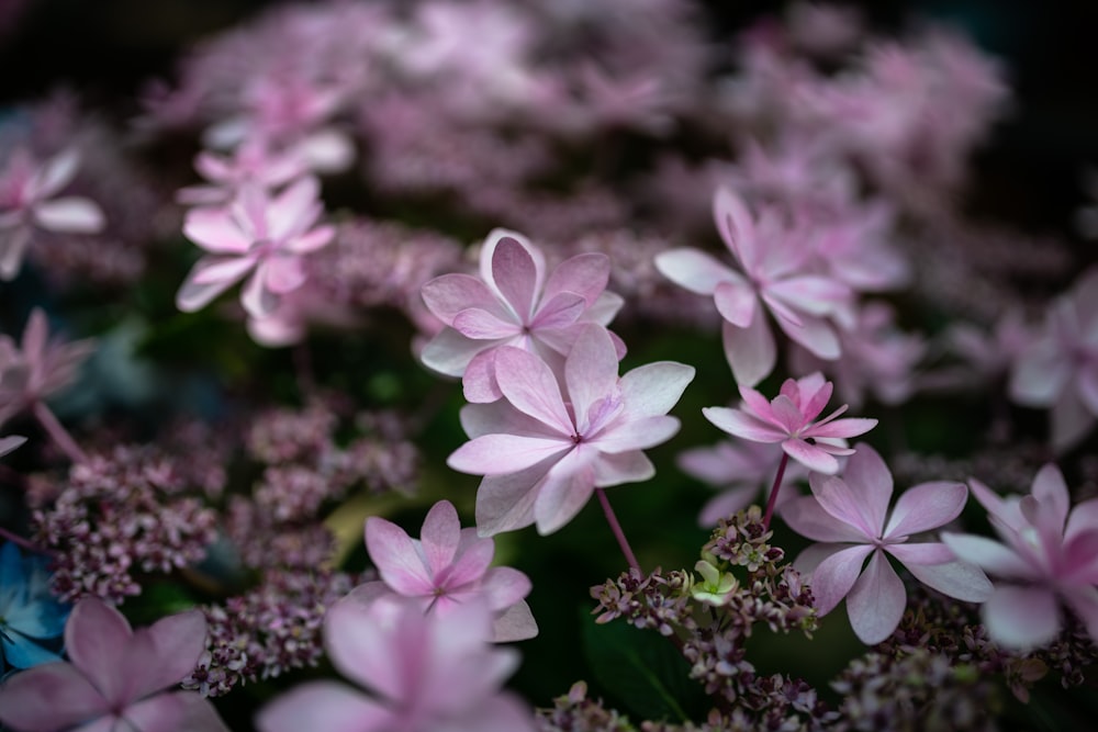 チルトシフトレンズの紫と白の花