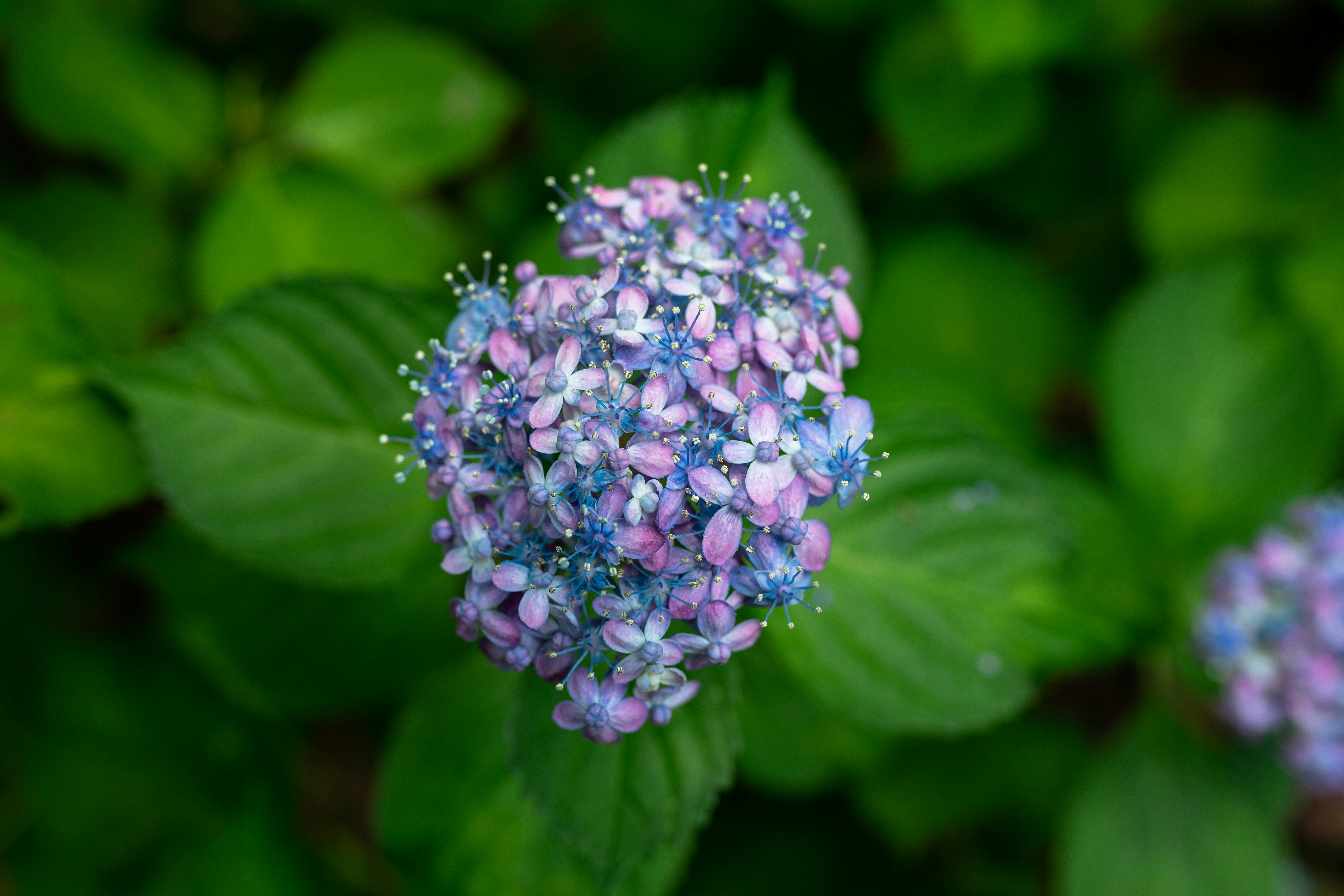 Photo by urusy