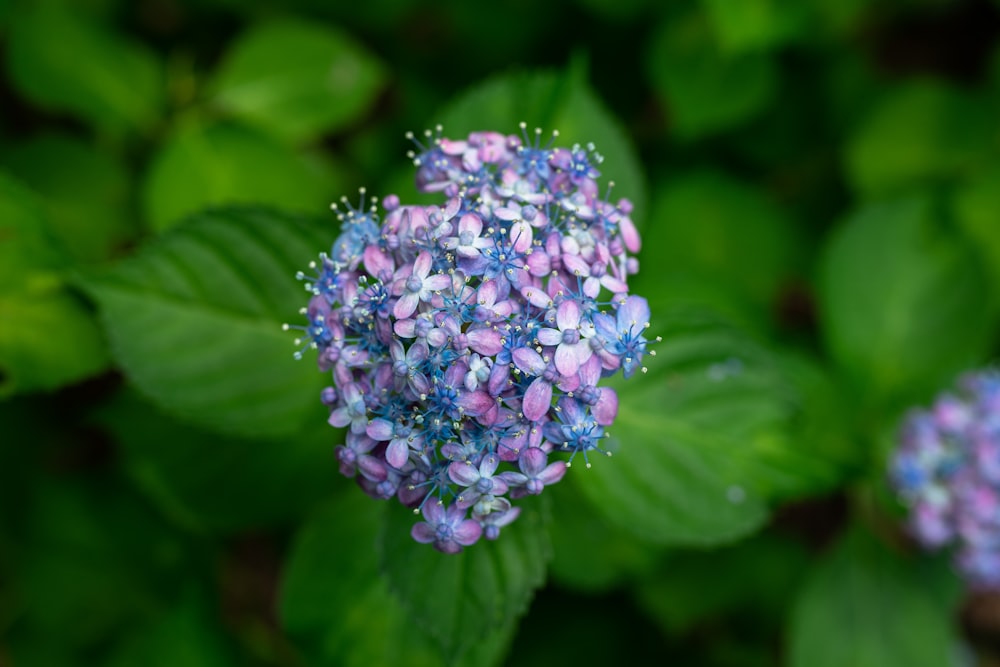 purple and white flower in macro lens