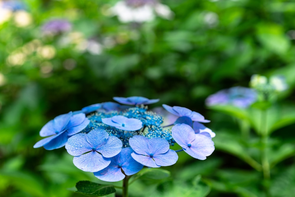 blue flowers in tilt shift lens