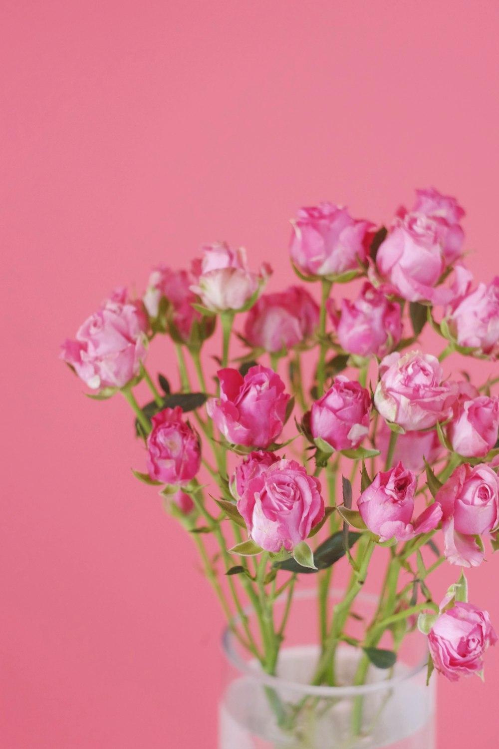 pink flowers with green leaves