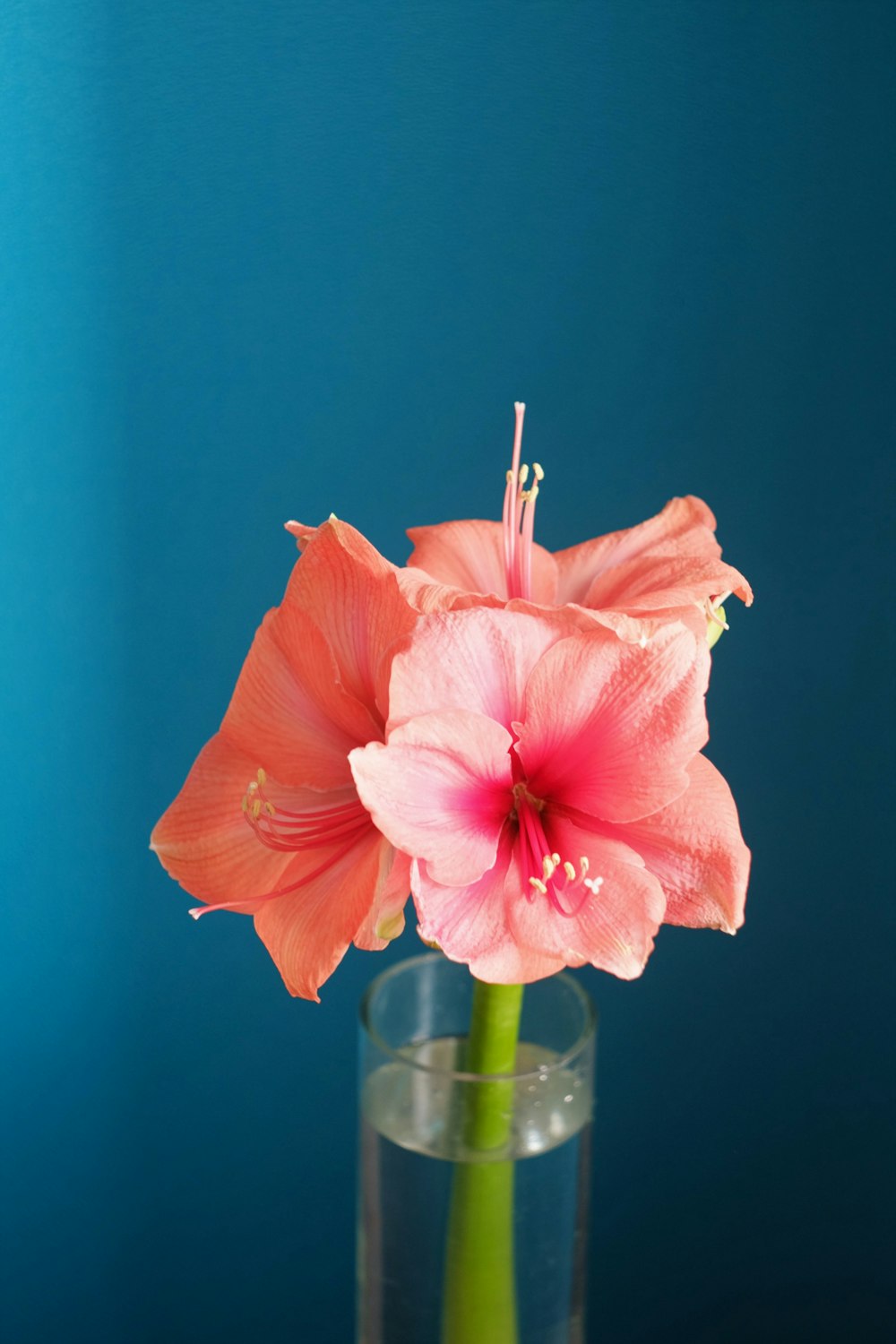 pink hibiscus in clear glass vase