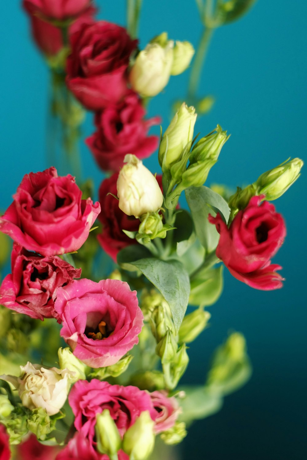 pink and white roses in bloom during daytime