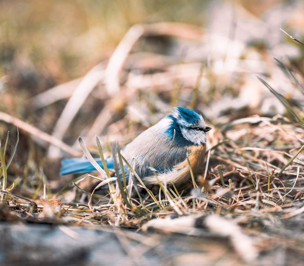 blue and white bird on brown grass