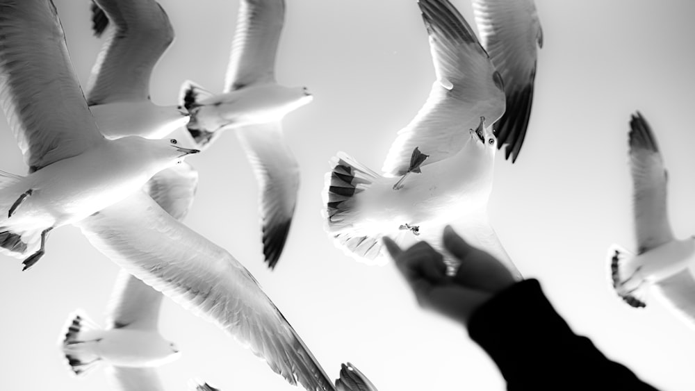 grayscale photo of three birds flying