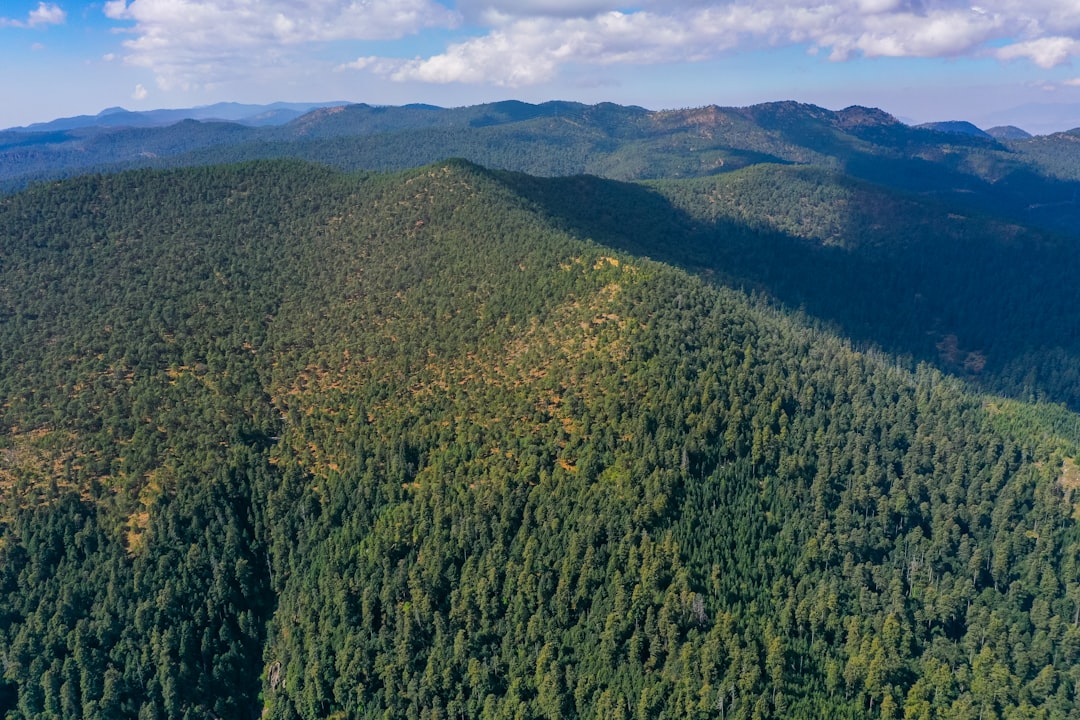 green trees on mountain under blue sky during daytime