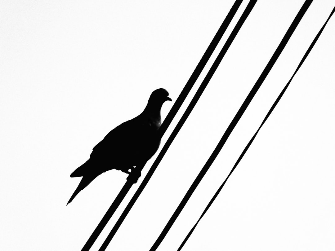 black bird on black wire