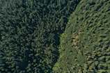A dense European forest canopy seen from above, showcasing rich green hues and sunlight patches.