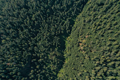 A dense European forest canopy seen from above, showcasing rich green hues and sunlight patches.