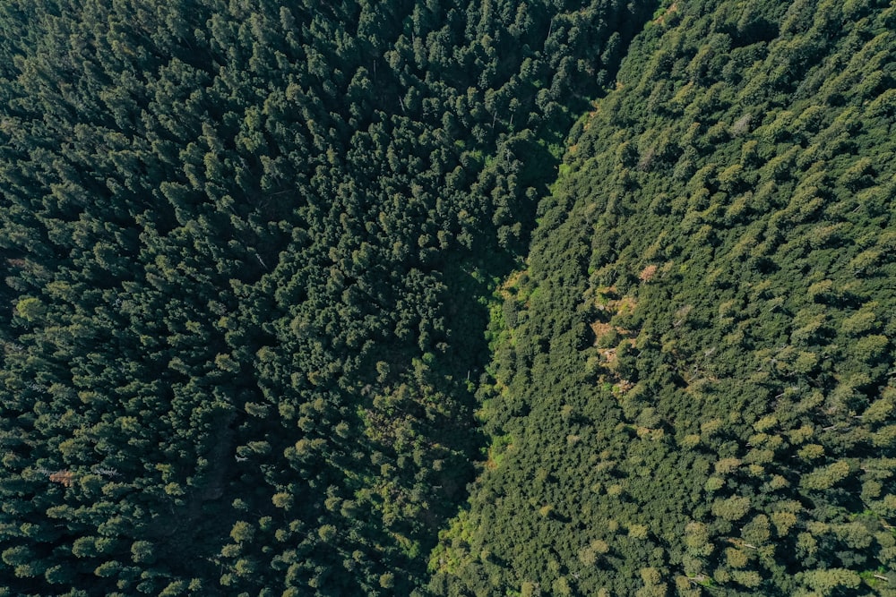 green trees on mountain during daytime