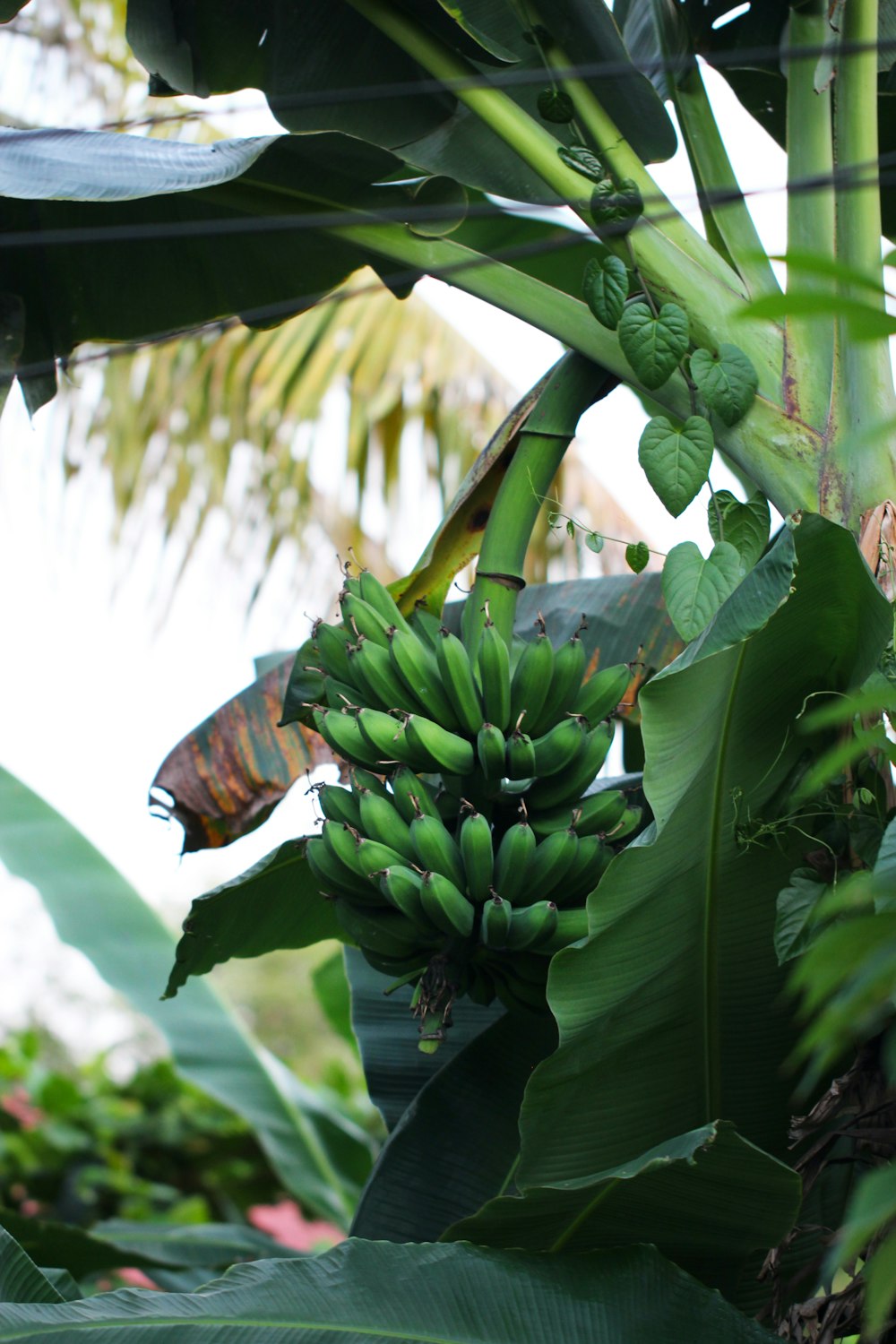 Banana verde durante il giorno