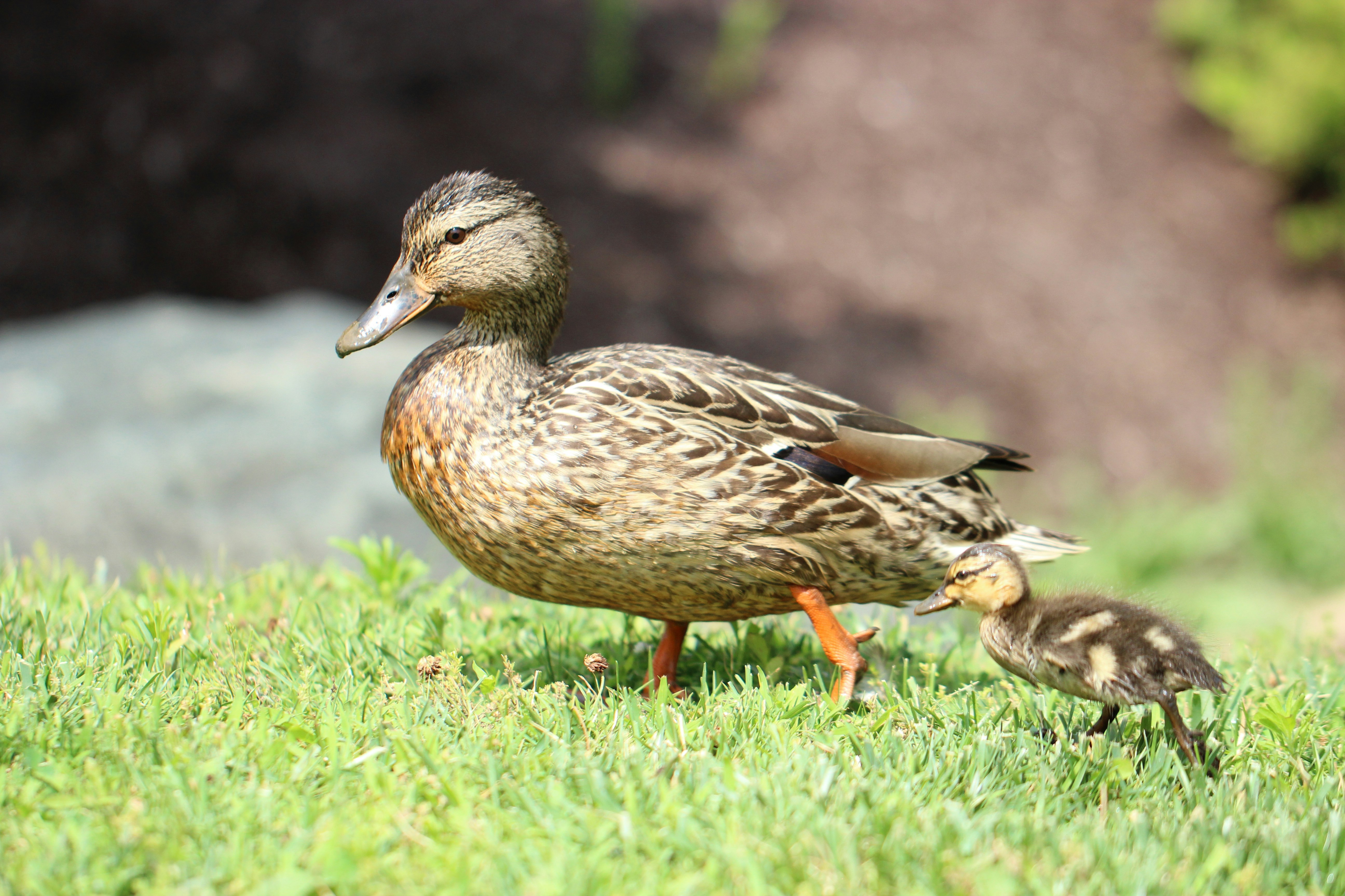 brown duck on green grass during daytime