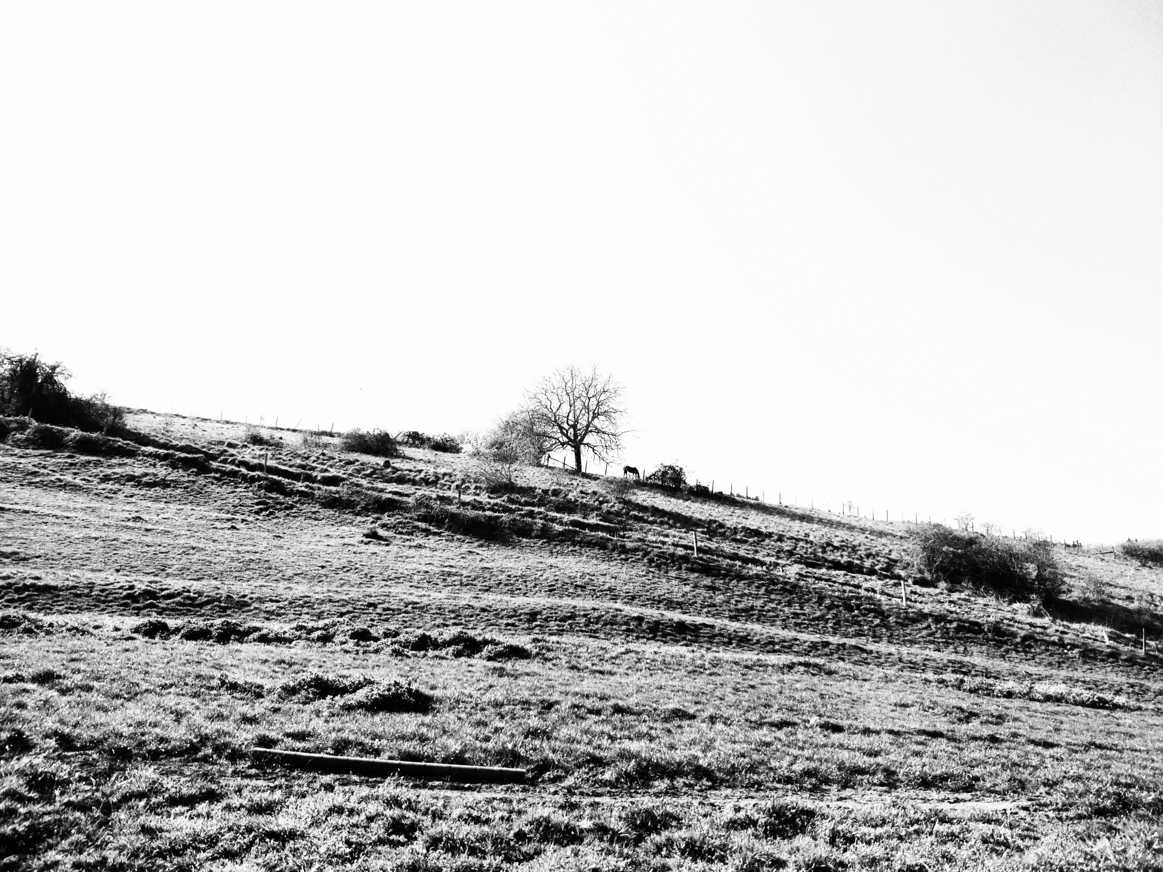 grayscale photo of trees on snow covered ground