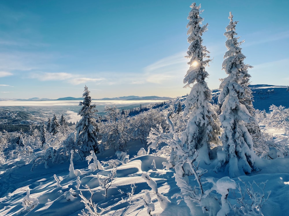 snow covered trees and mountains during daytime