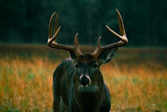 black moose on brown grass field during daytime
