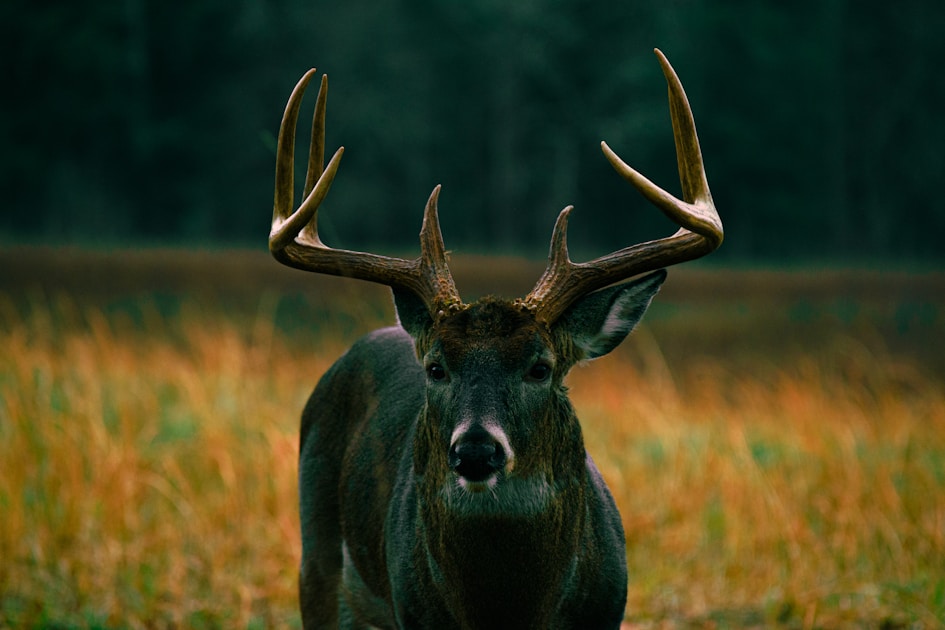 Bowhunter at full draw in a tree stand overlooking a hardwood forest trail in early fall