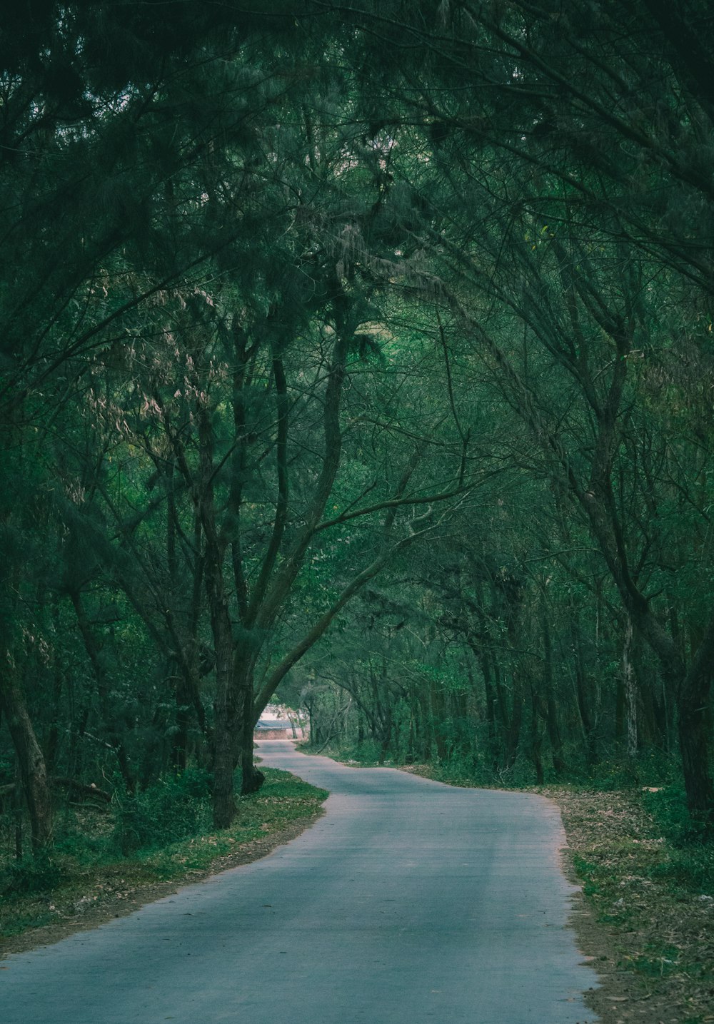 gray concrete road between green trees during daytime