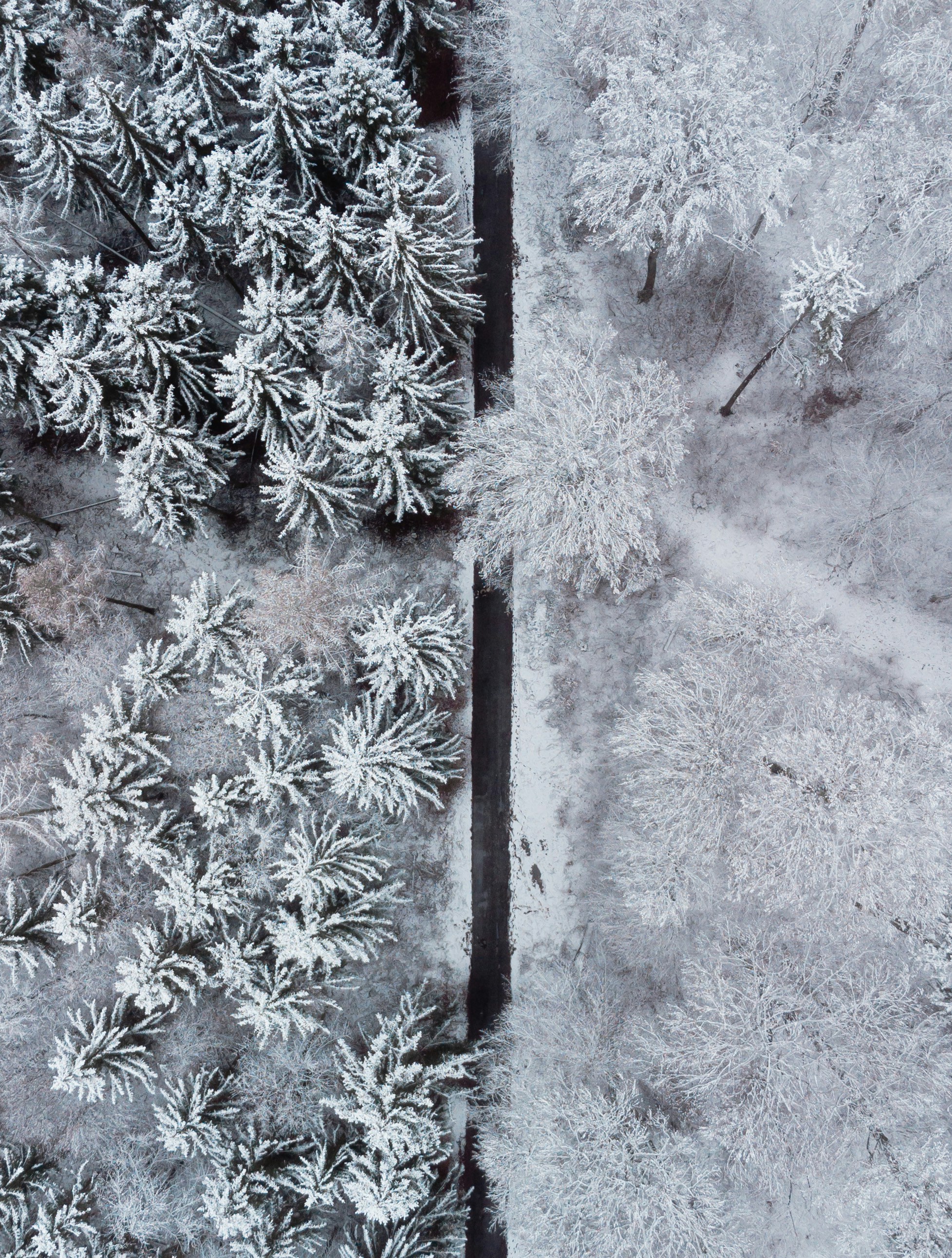 hojas blancas y verdes en palo de madera marrón