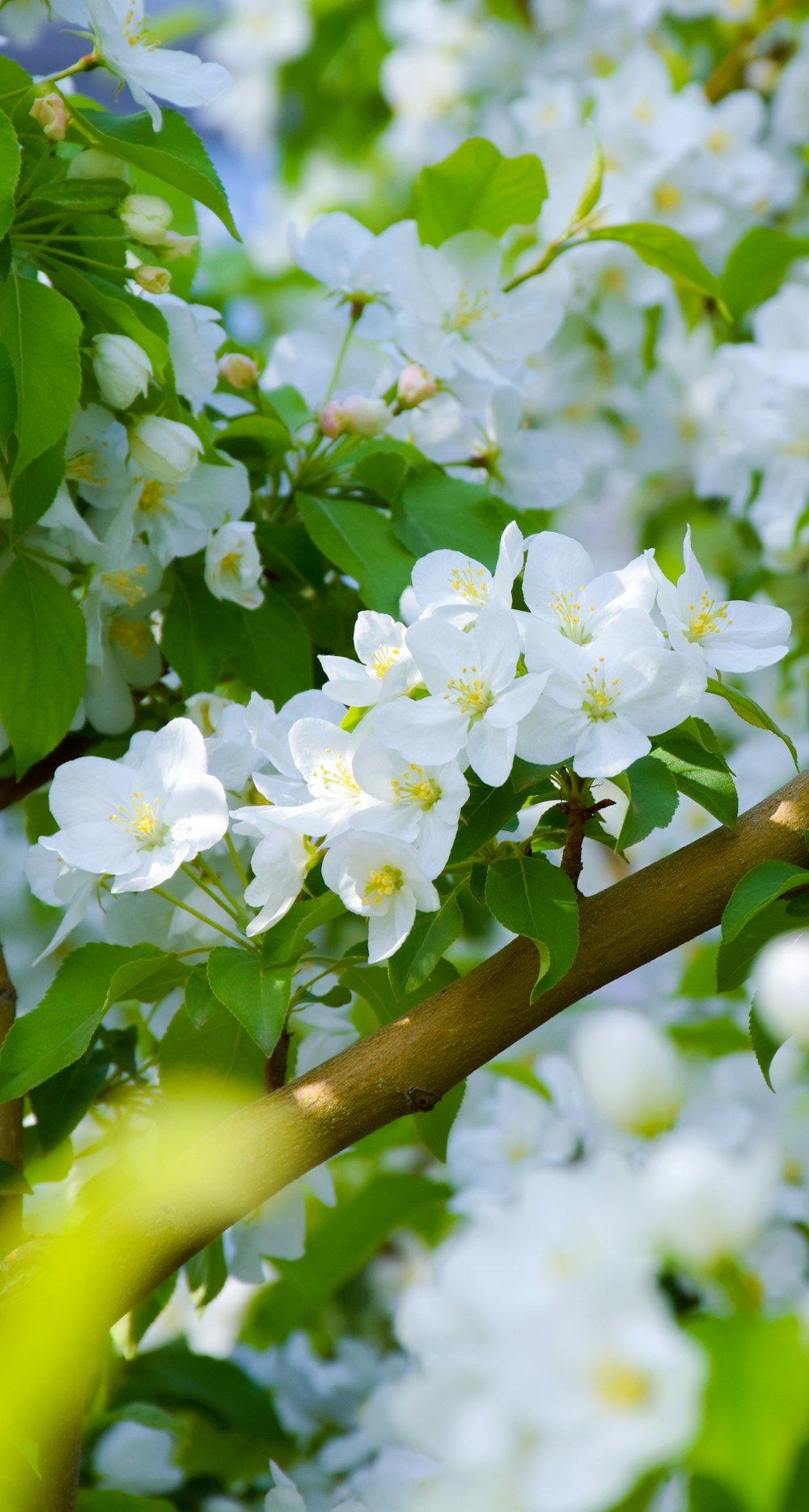 white flowers on brown tree branch