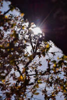 A cinematic portrait of natural light filtering through coastal trees, casting long shadows on the ground.