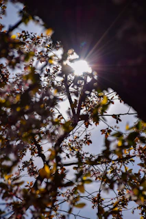 A cinematic portrait of natural light filtering through coastal trees, casting long shadows on the ground.