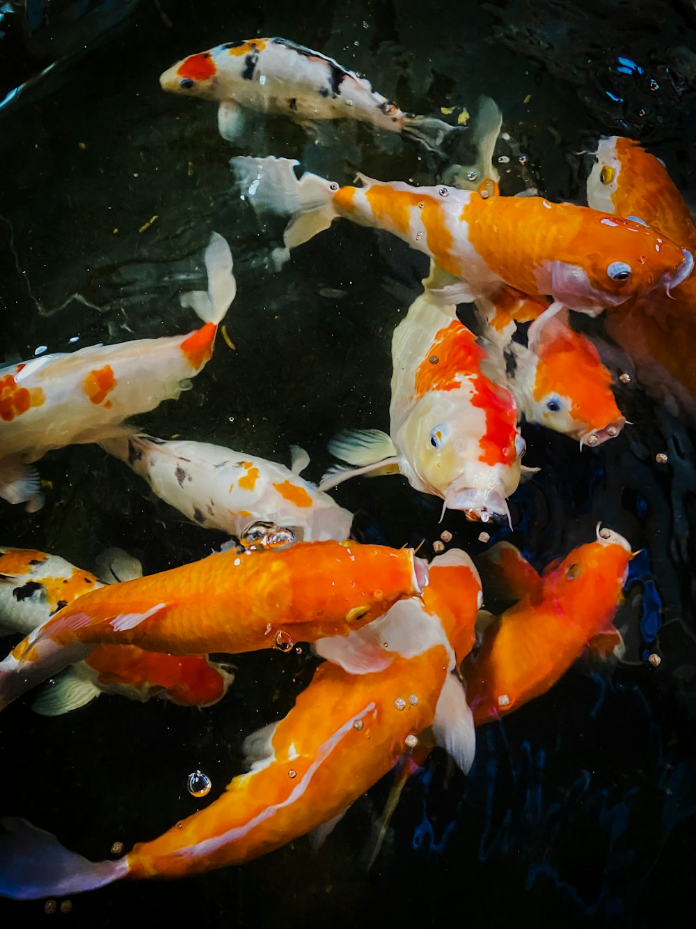 Pesci koi arancioni e bianchi