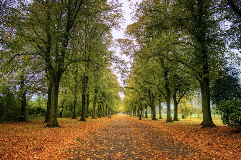 brown dried leaves on ground with green trees