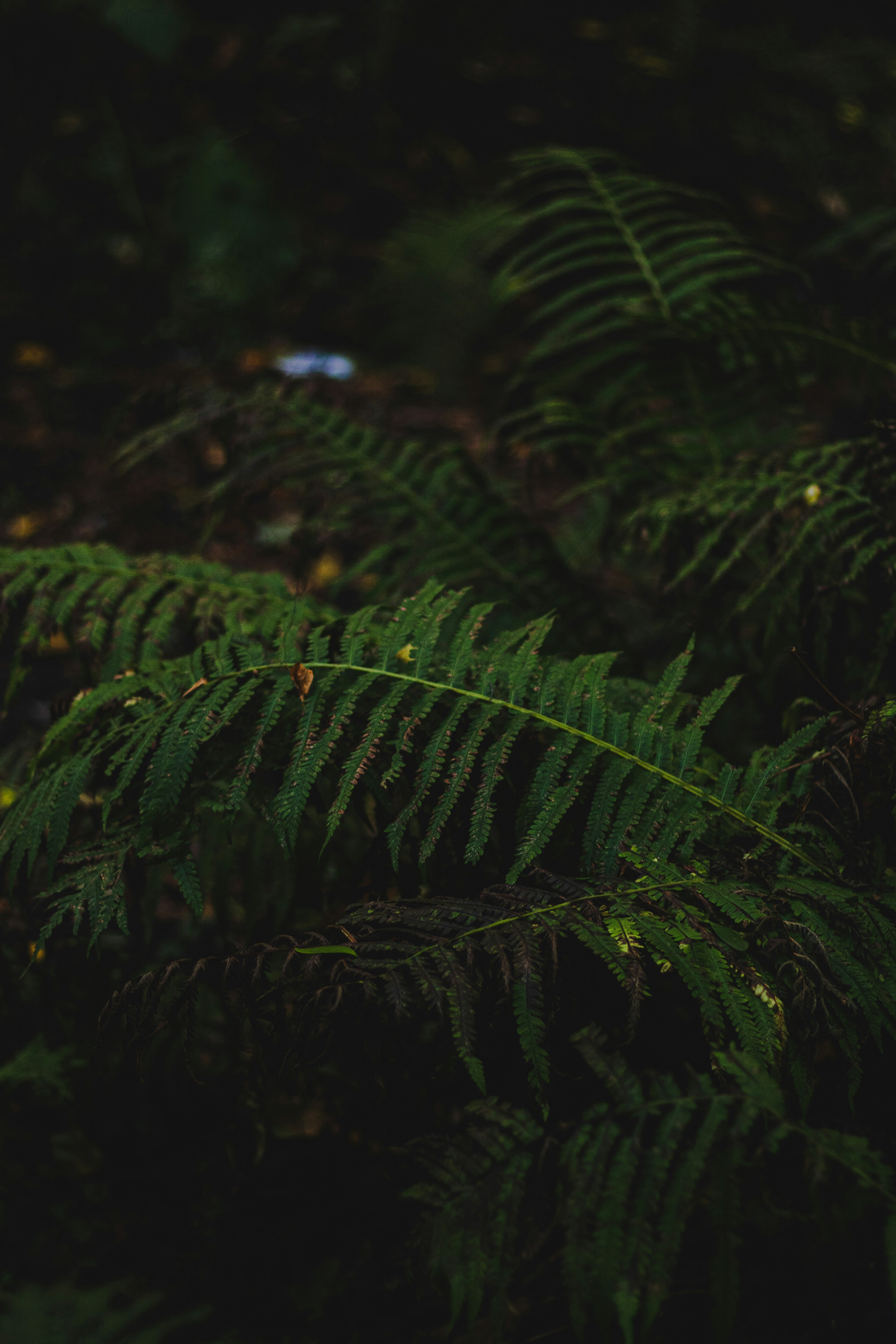 Photo by eduardkiiko