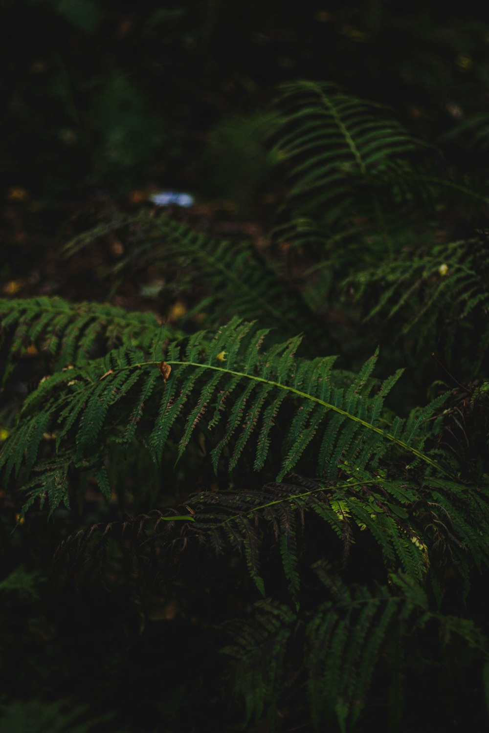 green fern plant in close up photography