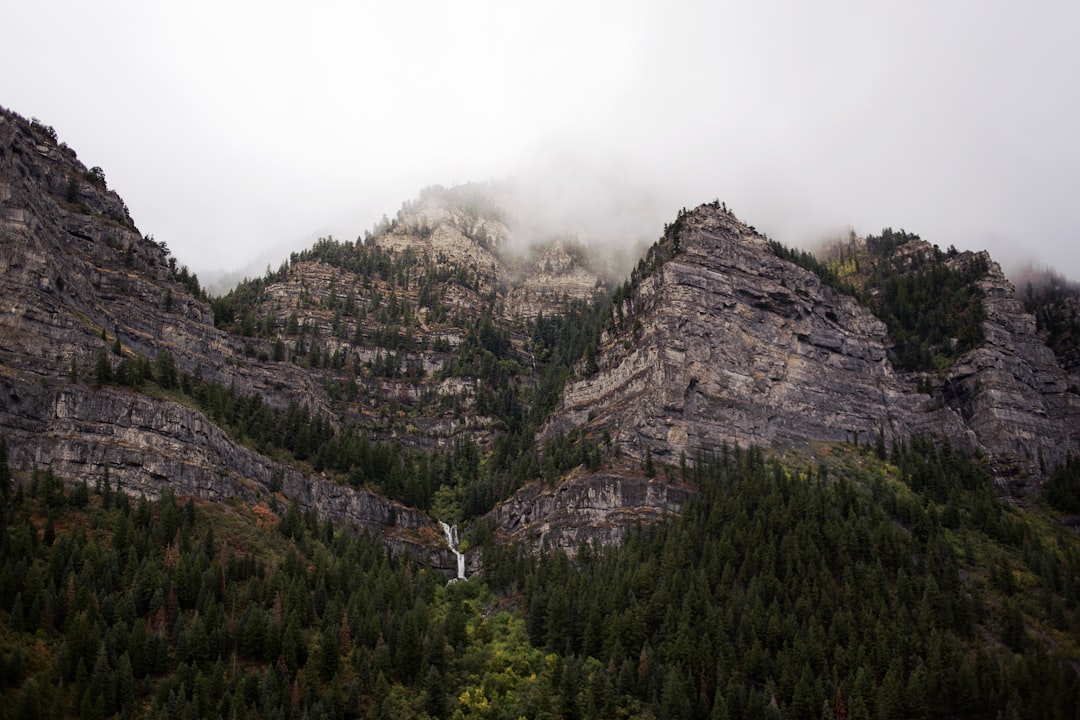 green trees on mountain under white sky during daytime