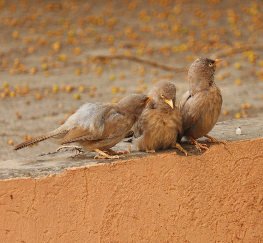 three brown birds on brown sand during daytime