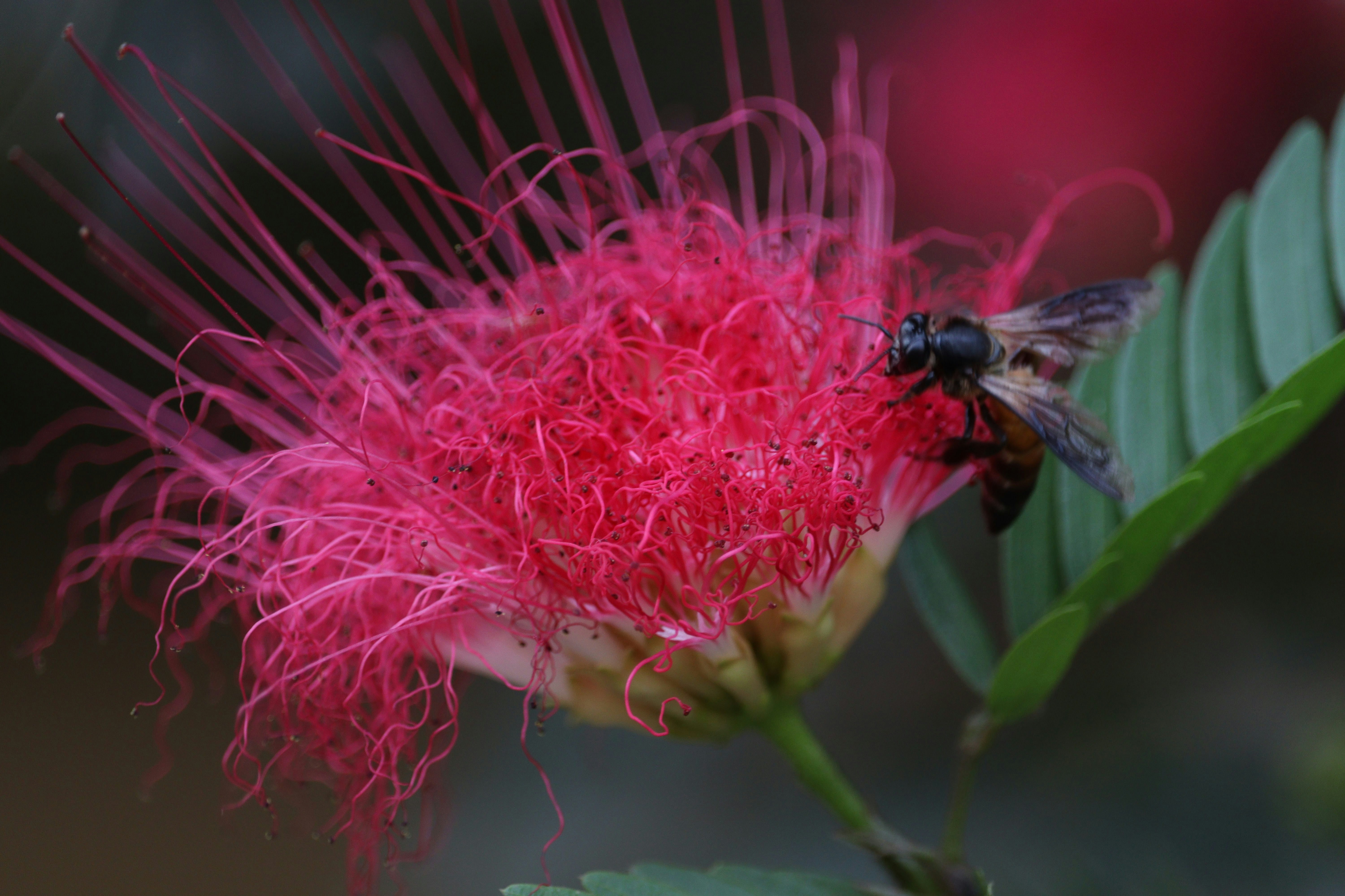 black and yellow bee on pink flower