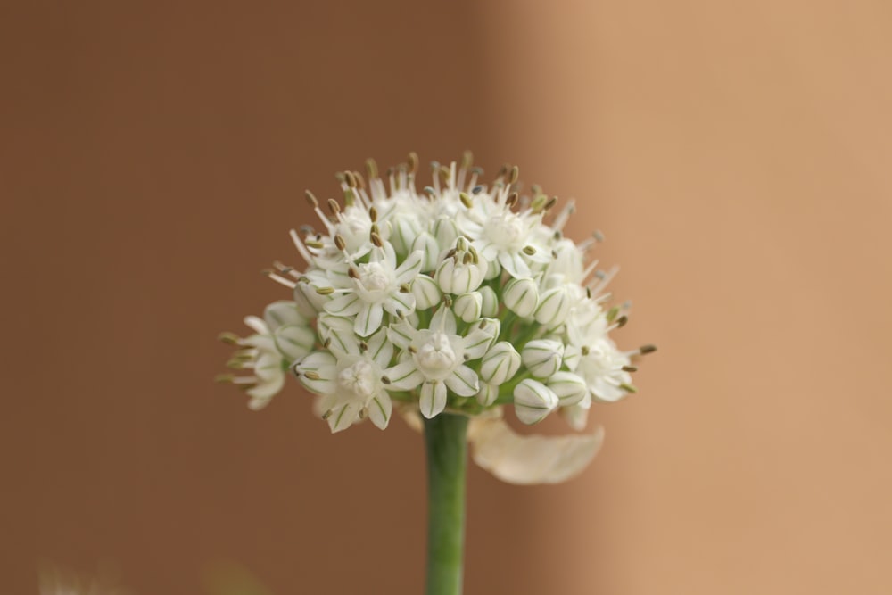 white flower with green stem