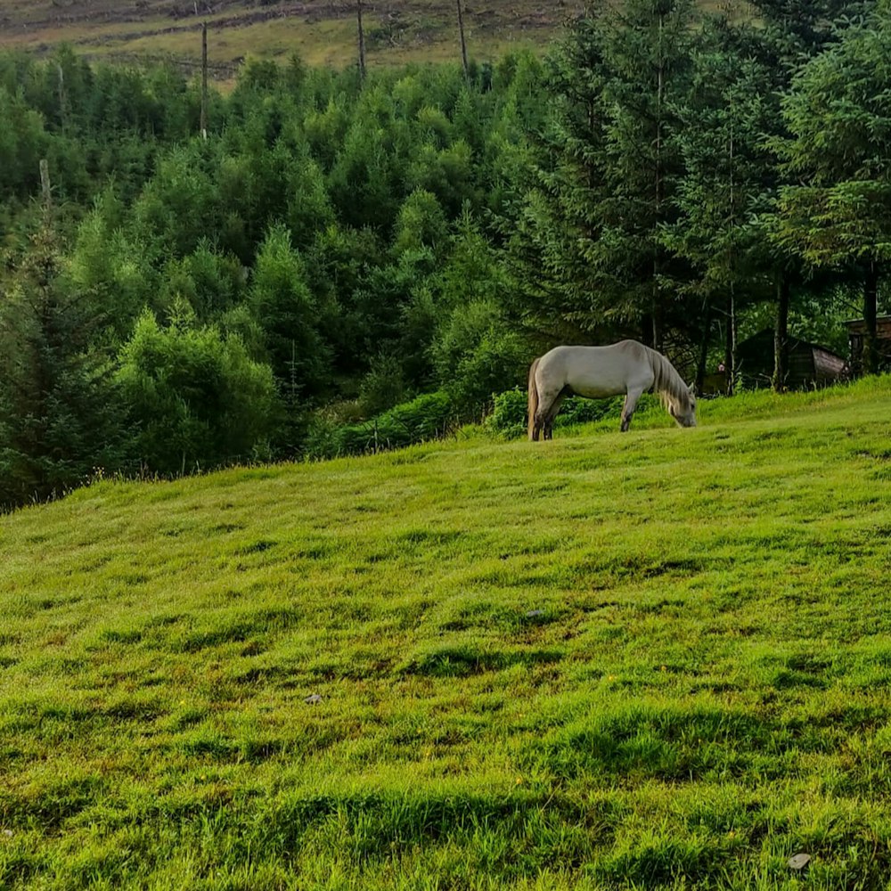 white horse eating grass on green grass field during daytime