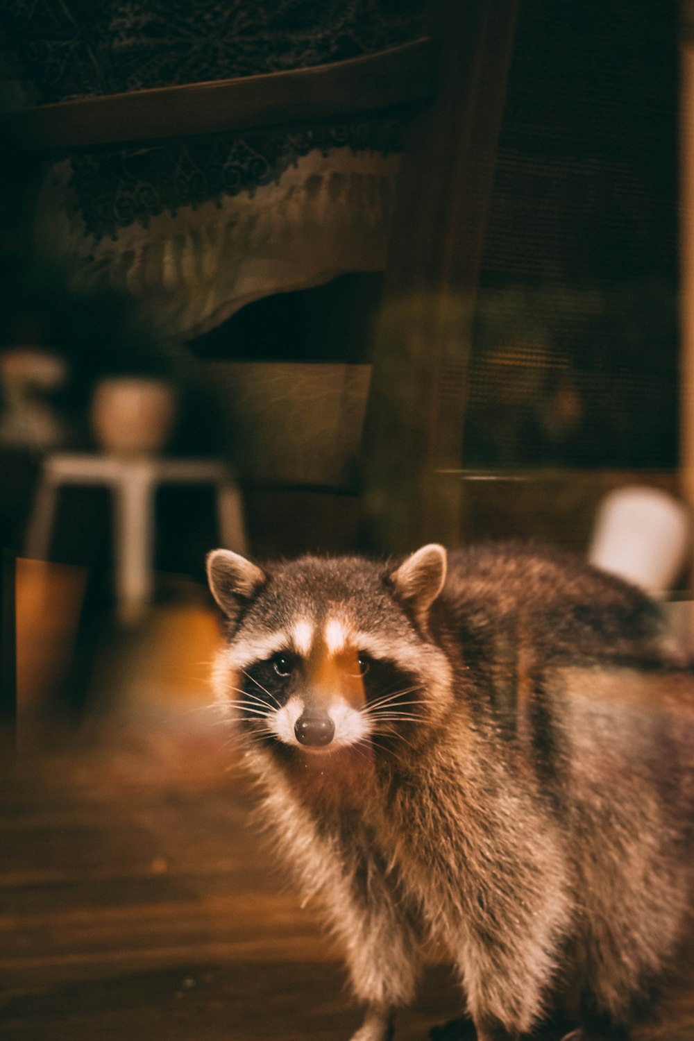 brown and black fur animal