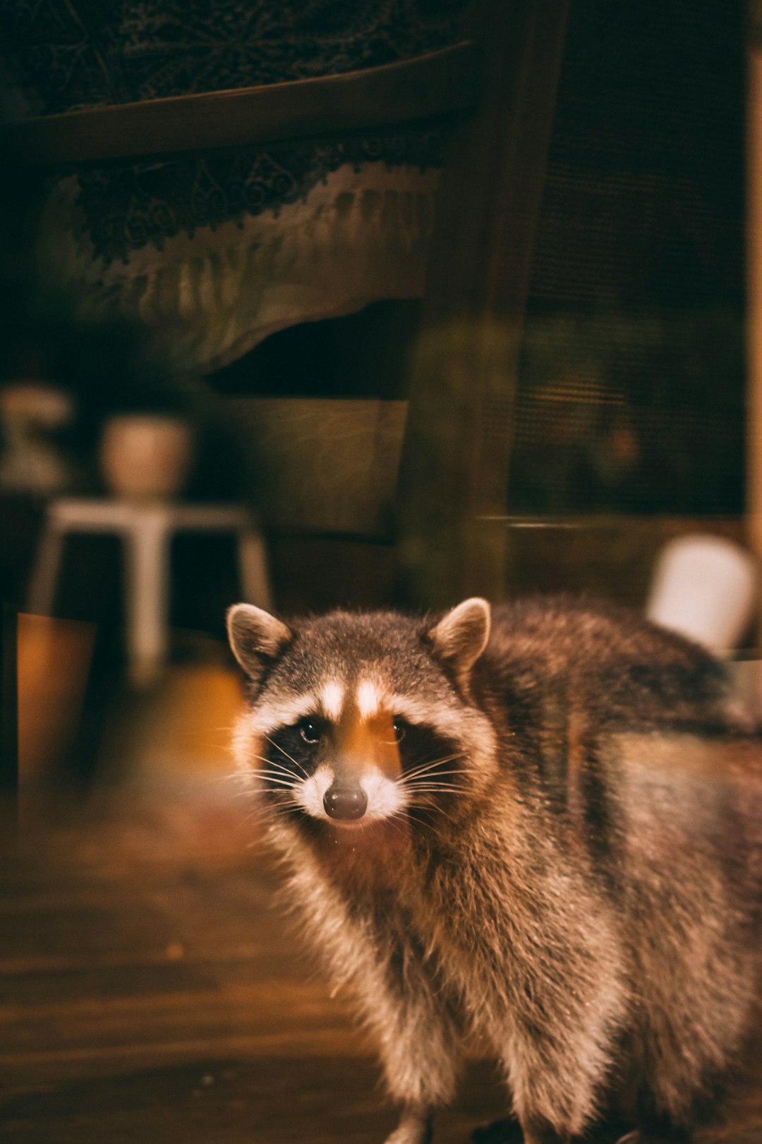 raccoon