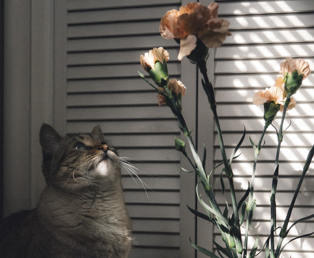 brown tabby cat beside green plant