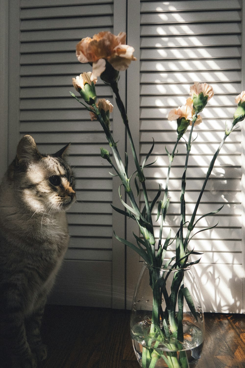 brown tabby cat near green plant