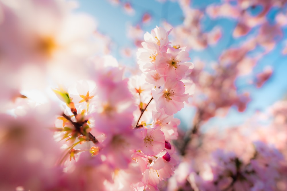 white and pink cherry blossom in close up photography