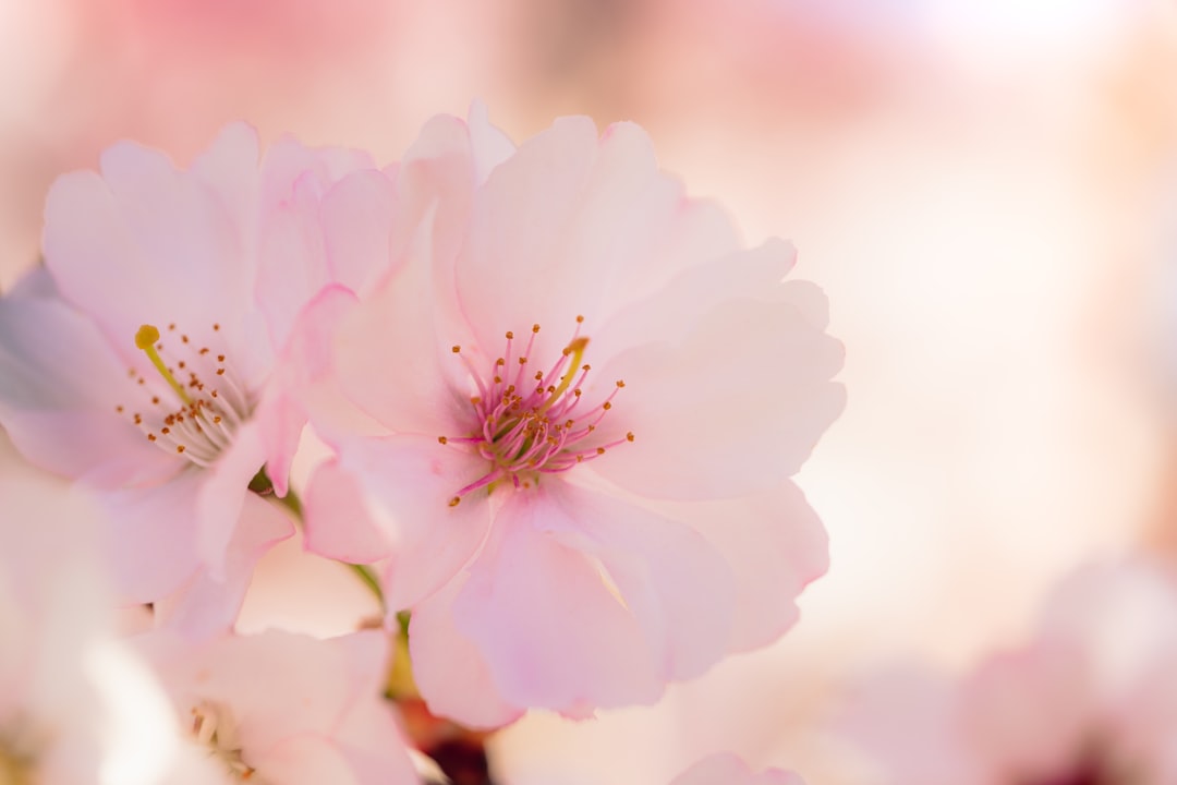 white and pink flower in macro shot,
