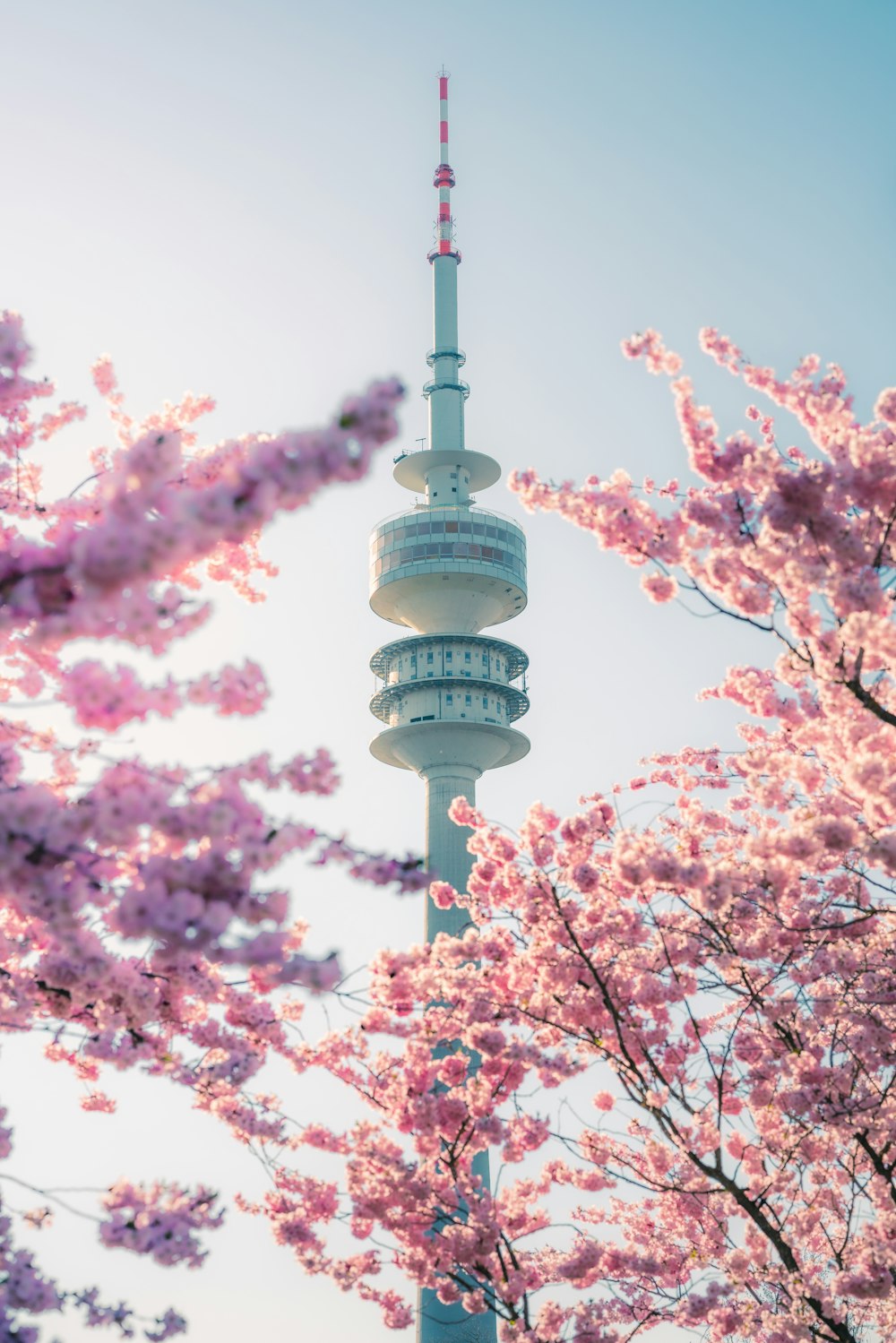 albero di ciliegio rosa in fiore durante il giorno