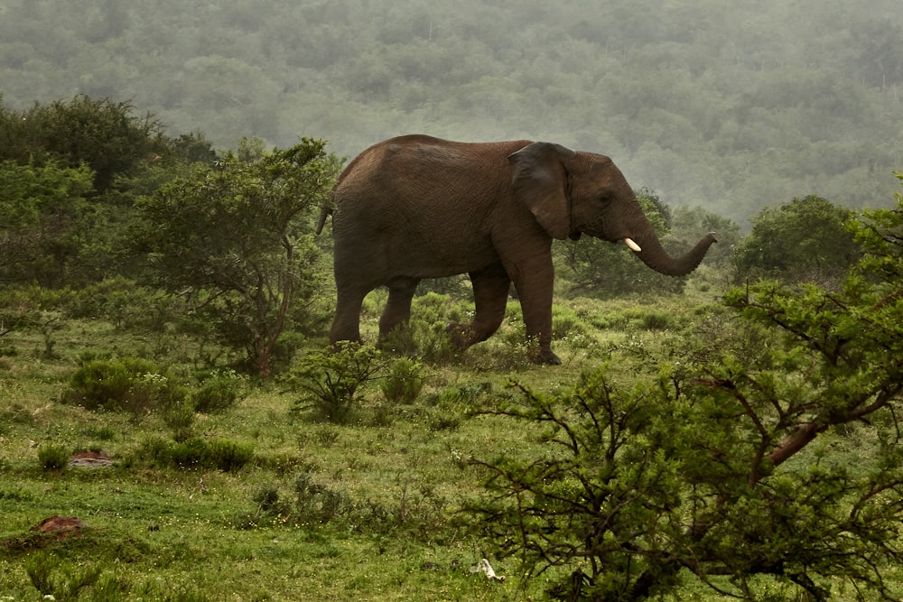 elefante marrom no campo verde da grama durante o dia