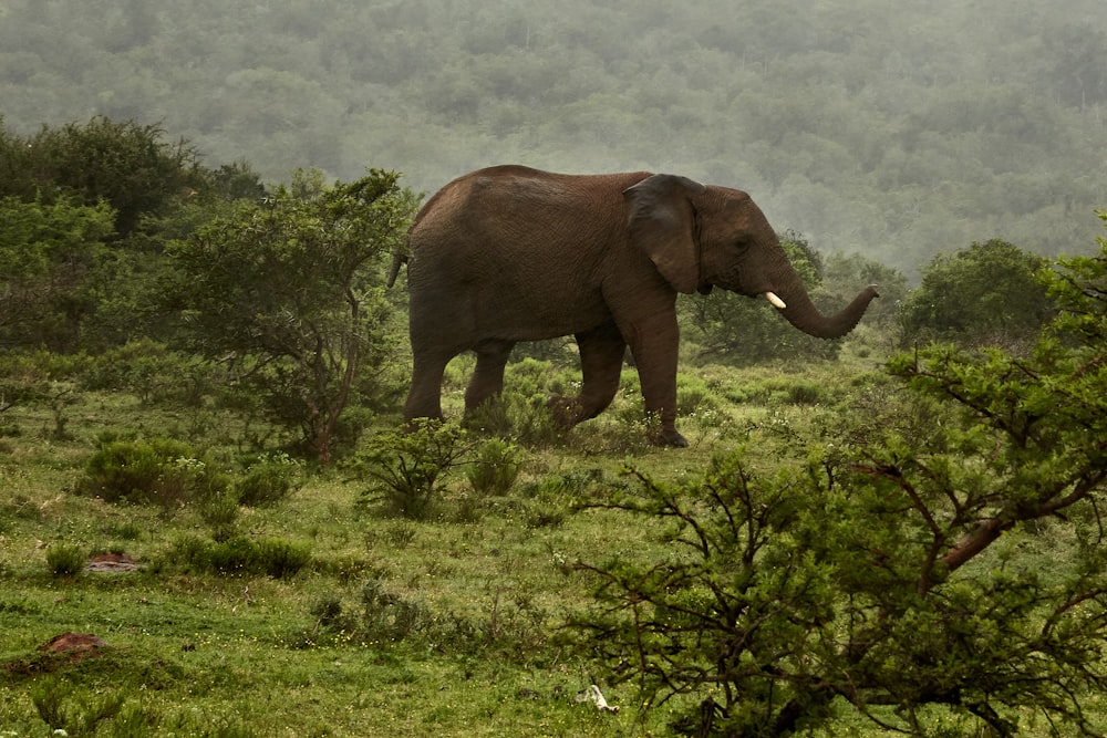 brown elephant on green grass field during daytime