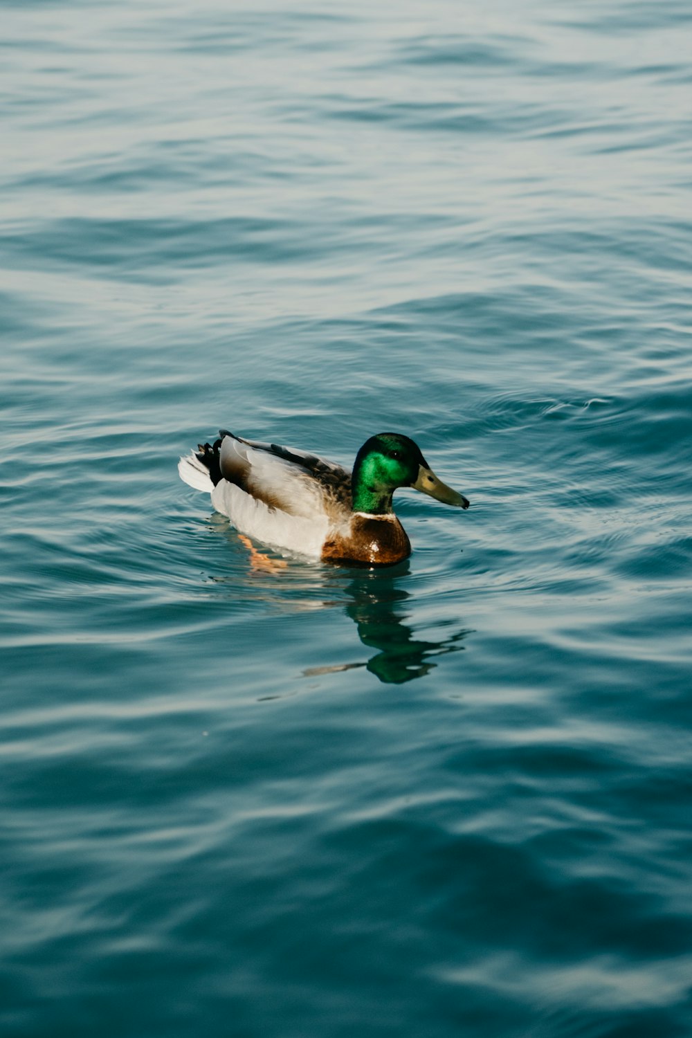 white and green duck on water