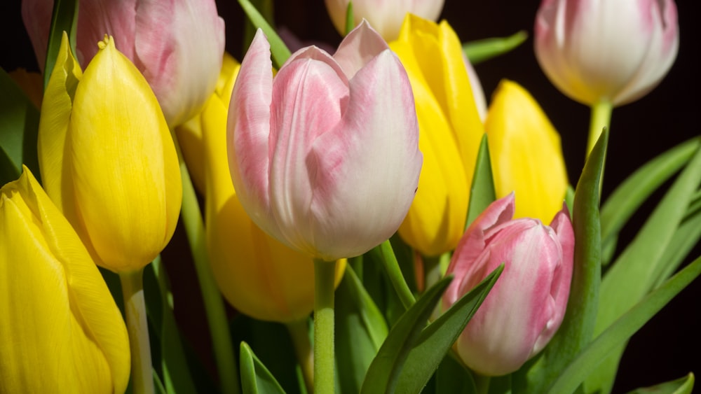 pink and yellow tulips in bloom during daytime